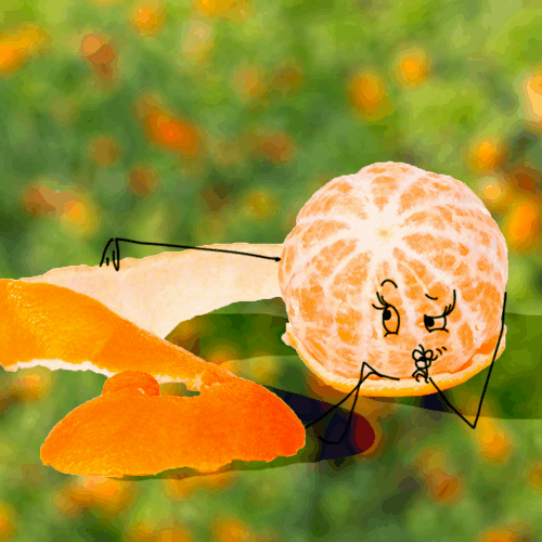 Le fruit du mois de Décembre : la clémentine Corse Le fruit du mois de Décembre : la clémentine Corse